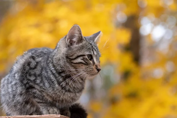 Cute tabby cat with yellow fall leaves in the background