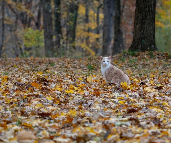秋の紅葉を楽しむに囲まれた森の中で座っている黄色いトラ猫 — ストック写真