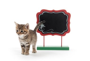 Beyaz arka plan üzerinde izole boş işareti ile şirin tabby yavru kedi