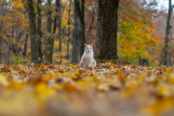 줄무늬 고양이 숲으로 둘러싸인에 앉아가을 색이을 — 스톡 사진