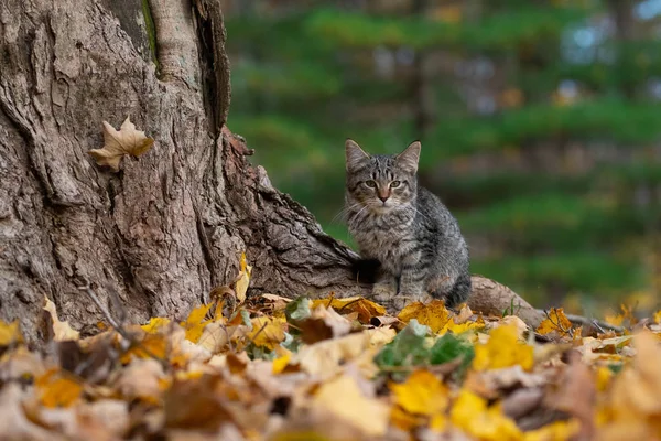 속에서 나무의 기지에 귀여운 줄무늬 고양이을 색이을 — 스톡 사진