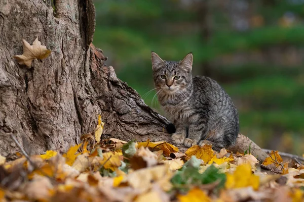 Söt Tabby Katt Vid Basen Ett Träd Skogen Med Höstfärger — Stockfoto