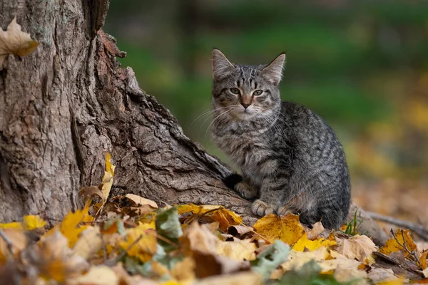 Roztomilý Mourovatá Kočka Úpatí Stromu Lese Podzimních Barvách Podzim — Stock fotografie