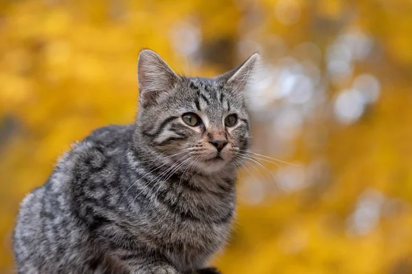Roztomilý Tabby Kočka Žlutým Podzimním Listím Pozadí — Stock fotografie