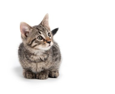 Şirin bebek tabby yavru kedi üzerinde izole beyaz arka plan döşeme