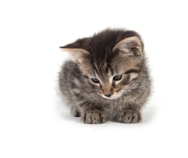 Beyaz arka plan üzerinde izole kamera aşağı bakacak şekilde döşeme şirin tabby yavru kedi