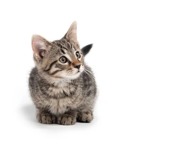 Cute Baby Tabby Kitten Laying Isolated White Background — Stock Photo, Image