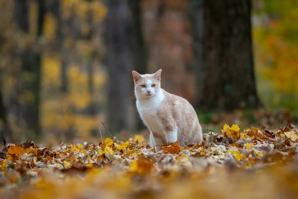 Gato Tabby Amarelo Sentado Madeiras Cercadas Por Cores Outono — Fotografia de Stock