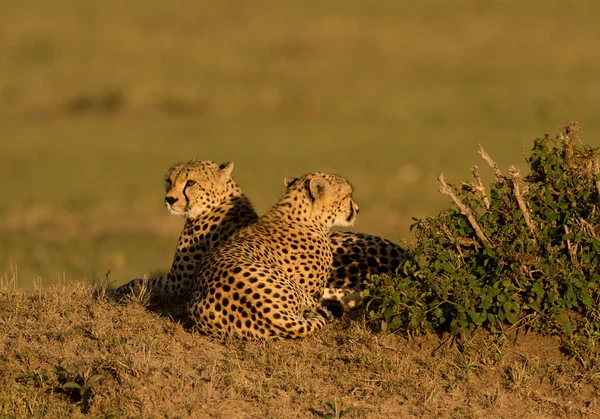 Cheetahs Nascer Sol Uma Savana Masai Mara Game Reserve Quênia — Fotografia de Stock