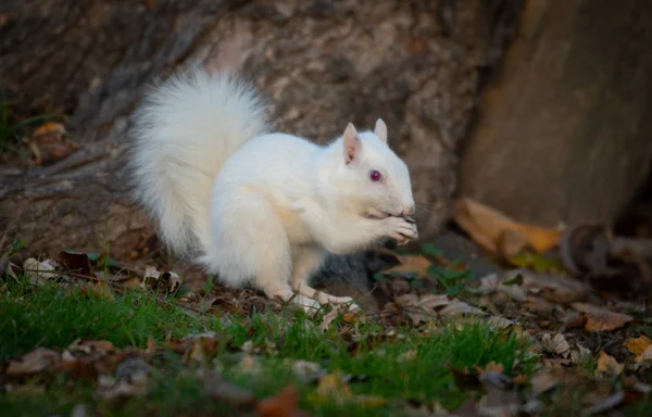 White Squirrel Trees Olney Community Park Olney Illinois — Stock Photo, Image