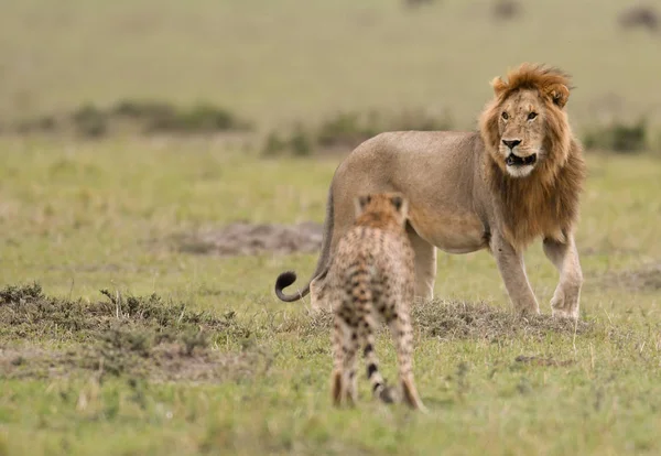 Lion Mâle Part Avec Guépard Dans Une Savane Maasai Mara — Photo