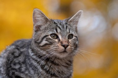 Arka planda sarı yapraklı şirin tekir kedi.