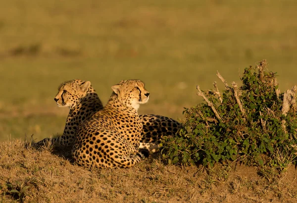 Cheetahs Nascer Sol Uma Savana Masai Mara Game Reserve Quênia — Fotografia de Stock