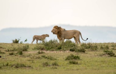 Bir erkek aslan ve Kenya'daki Masai Mara oyun rezerv, Savannah Çita