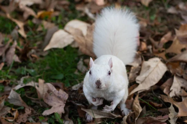 A white squirrel looking up in Olney Community Park in Olney, Illinois.