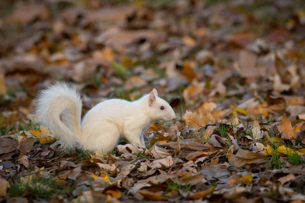 Ein Weißes Hörnchen Den Bäumen Olney Community Park Olney Illinois — Stockfoto