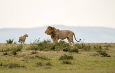 Bir erkek aslan ve Kenya'daki Masai Mara oyun rezerv, Savannah Çita