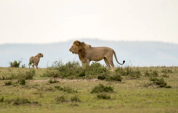 Hím Oroszlán Szavanna Maasai Mara Game Reserve Kenya Gepárd — Stock Fotó