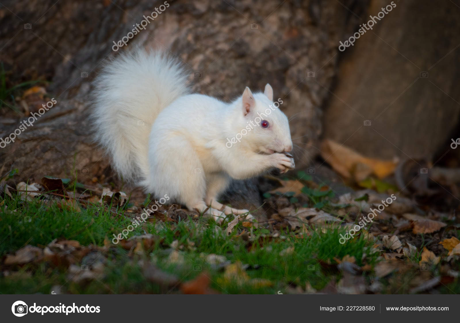 White Squirrel Trees Olney Community Park Olney Illinois — Stock Photo