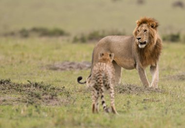 Bir çita Masai Mara Game Reserve, Kenya bir Savannah ile bir erkek aslan kareler