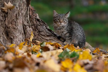 Sevimli tekir kedi ile ormanda bir ağaç dibinde sonbahar renk sonbahar