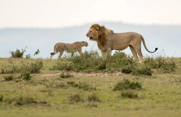 雄のライオンとマサイ族マラ ゲーム保護区 ケニアのサバンナでチーター — ストック写真