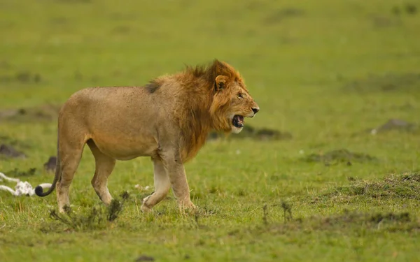 A male African lion hunting in a savannah in Masai Mara Game Reserve, Kenya