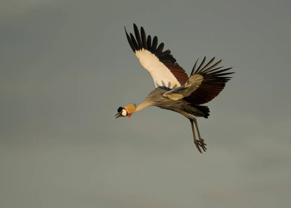 Graugekrönter Kranich Flug Masai Mara Wildreservat Kenia — Stockfoto