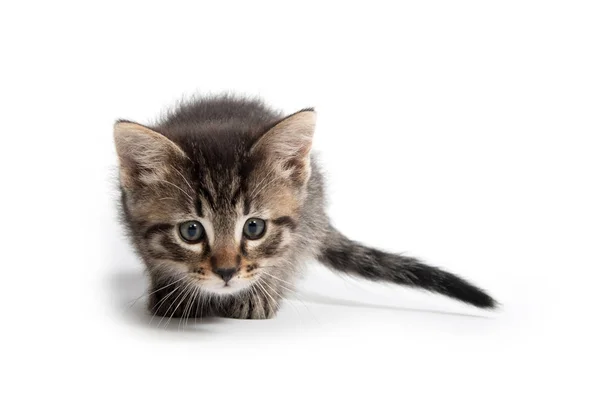 Schattig Baby Tabby Kitten Geïsoleerd Witte Achtergrond — Stockfoto