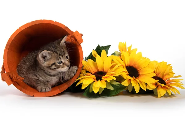 Tříbarevné Kotě Oranžový Kbelík Žlutým Floers Bílém Pozadí — Stock fotografie