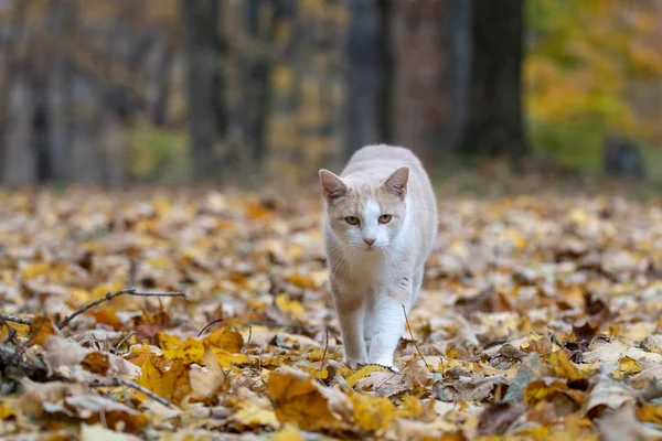 Κίτρινο Γάτα Τάμπι Περπάτημα Στο Δάσος Περιτριγυρισμένο Από Χρώματα Πτώση — Φωτογραφία Αρχείου