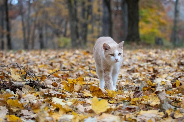 Gato Tabby Amarelo Andando Madeiras Cercadas Por Cores Outono — Fotografia de Stock