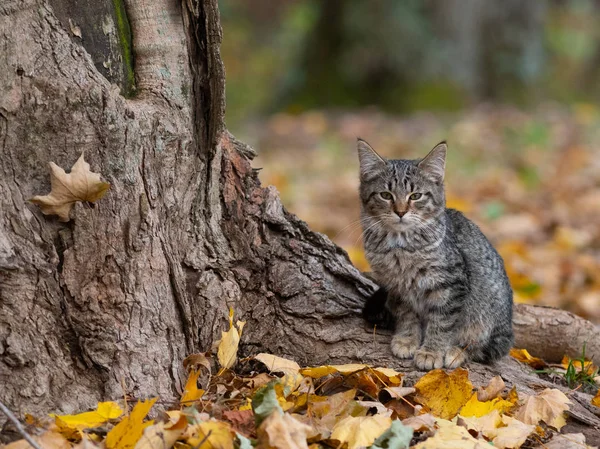 Gato Bonito Tabby Base Uma Árvore Floresta Com Cores Outono — Fotografia de Stock