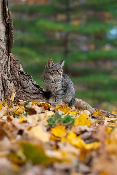 Gato Bonito Tabby Base Uma Árvore Floresta Com Cores Outono — Fotografia de Stock