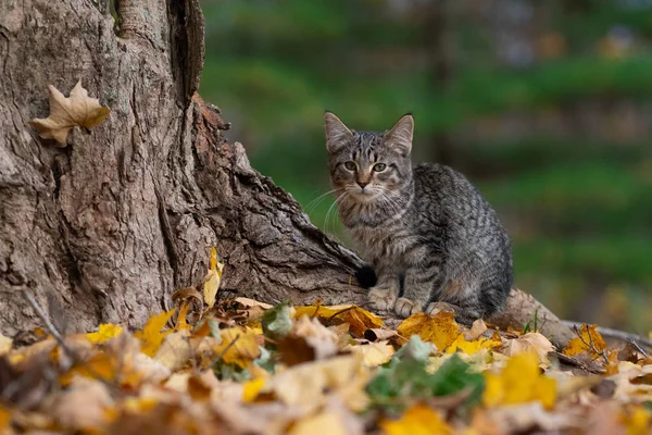 Sevimli Tekir Kedi Ile Ormanda Bir Ağaç Dibinde Sonbahar Renk — Stok fotoğraf