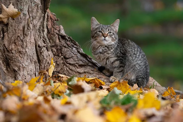 Симпатичная Табби Кошка Основания Дерева Нарядах Осеннего Цвета — стоковое фото