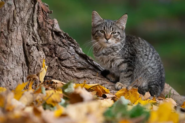 Roztomilý Mourovatá Kočka Úpatí Stromu Lese Podzimních Barvách Podzim — Stock fotografie