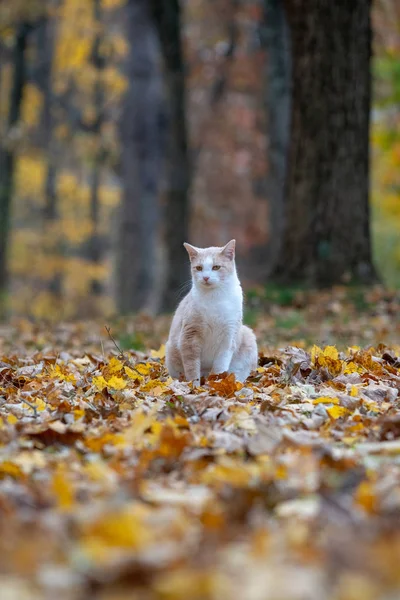 Żółty Pręgowany Kot Siedzi Otoczeniu Lasu Spadek Kolory Jesieni — Zdjęcie stockowe