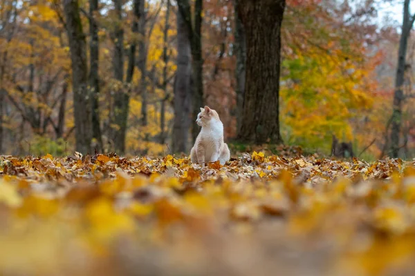 Sarı Tekir Kedi Çevrili Ormanda Oturan Sonbahar Renk Sonbahar — Stok fotoğraf