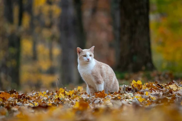 Gato Tabby Amarelo Sentado Madeiras Cercadas Por Cores Outono — Fotografia de Stock