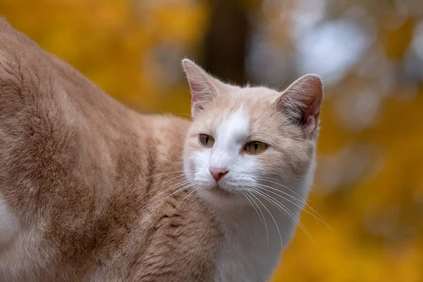 Cute Tabby Kot Żółtym Spadkiem Liści Tle — Zdjęcie stockowe