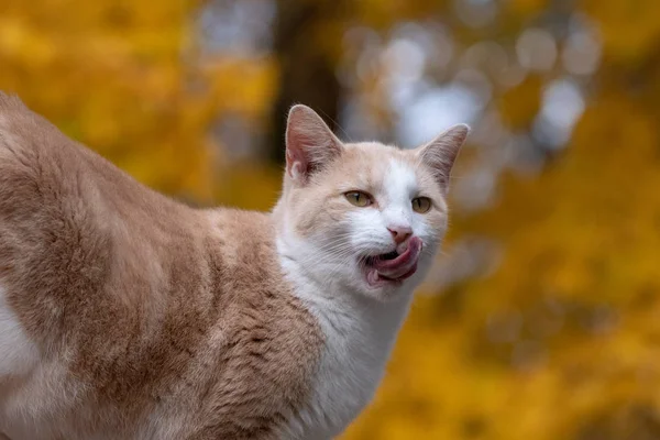 Lindo Gato Tabby Con Hojas Otoño Amarillo Fondo — Foto de Stock