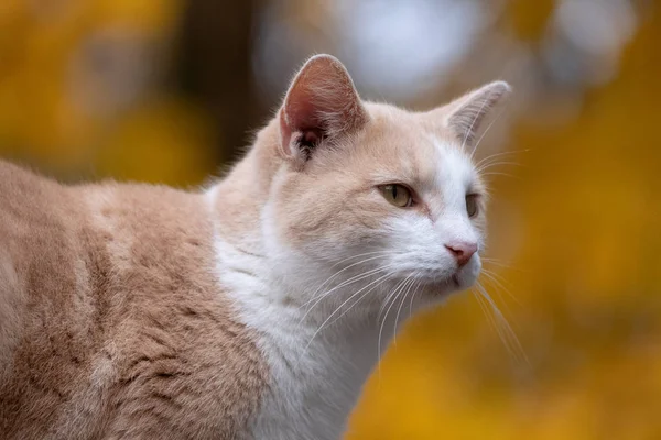 Cute Tabby Kot Żółtym Spadkiem Liści Tle — Zdjęcie stockowe