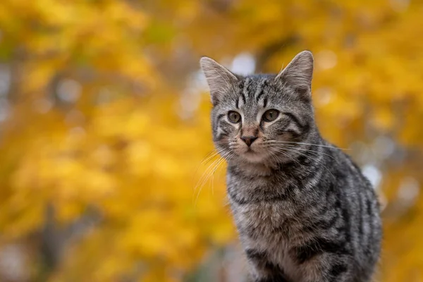 Cute tabby cat with yellow fall leaves in the background