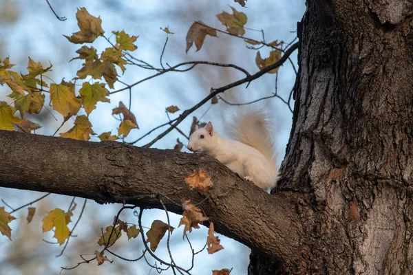 A white squirrel in the trees in Olney Community Park in Olney, Illinois.