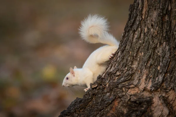 オルニー イリノイ州オルニー コミュニティ公園の木々 の白リス — ストック写真