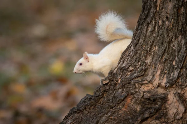 伊利诺伊州奥尔尼社区公园树上的一只白色松鼠 — 图库照片