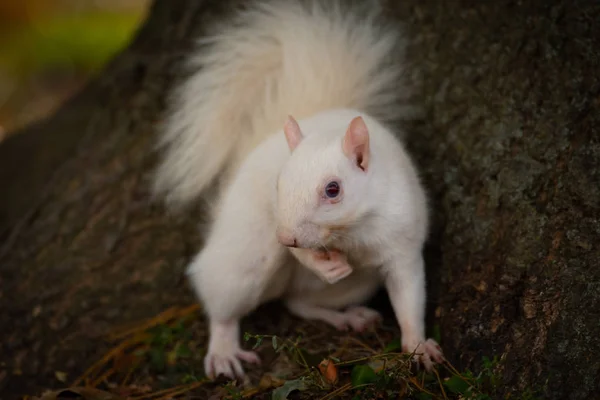 White Squirrel Olney Community Park Olney Illinois — Stock Photo, Image