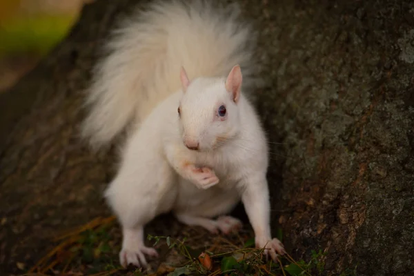 A white squirrel in the trees in Olney Community Park in Olney, Illinois.