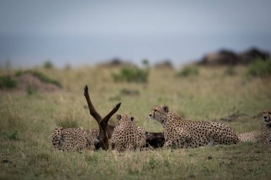 Çitalar manda Masai Mara oyundaki saldıran bir grup
